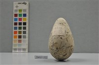 藏品(普通海鴉鳥卵)的圖片